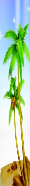 印门条椰树