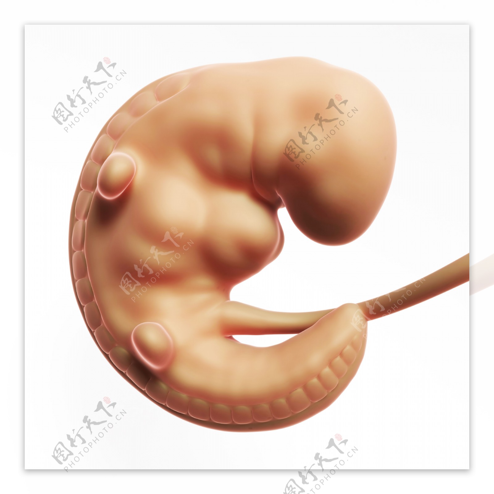 开始发育的胎儿图片