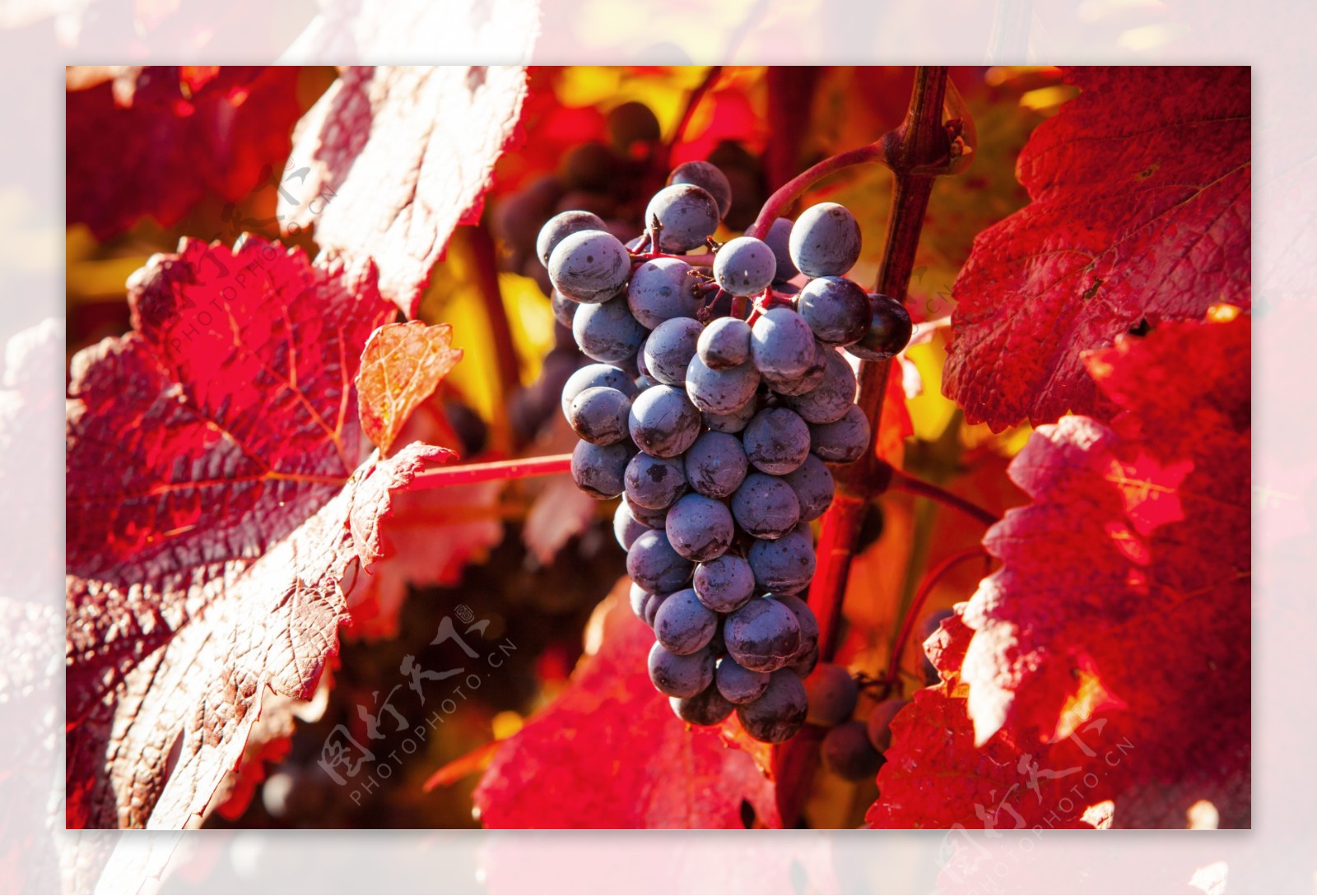 成熟的葡萄背景图片
