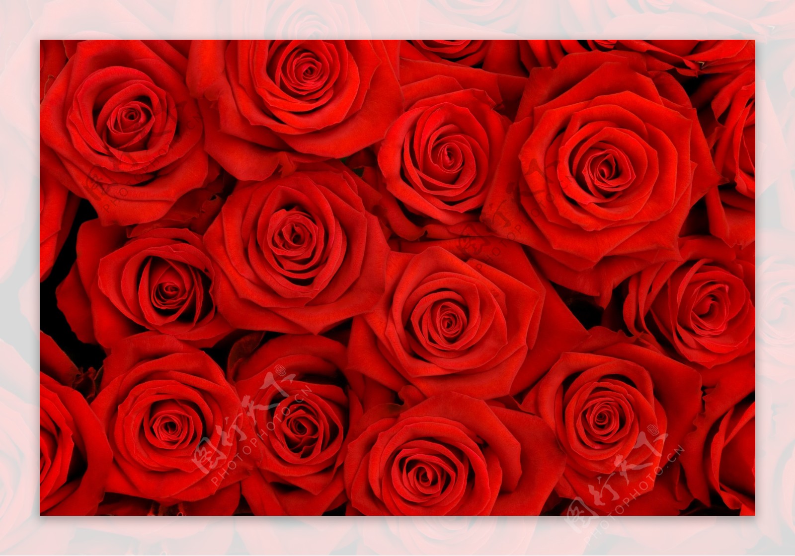 美丽的红玫瑰花背景图片