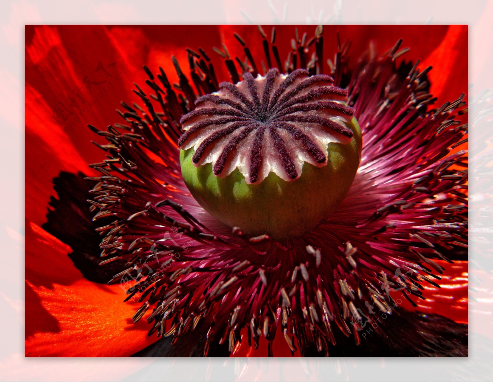 红色罂粟花果图片