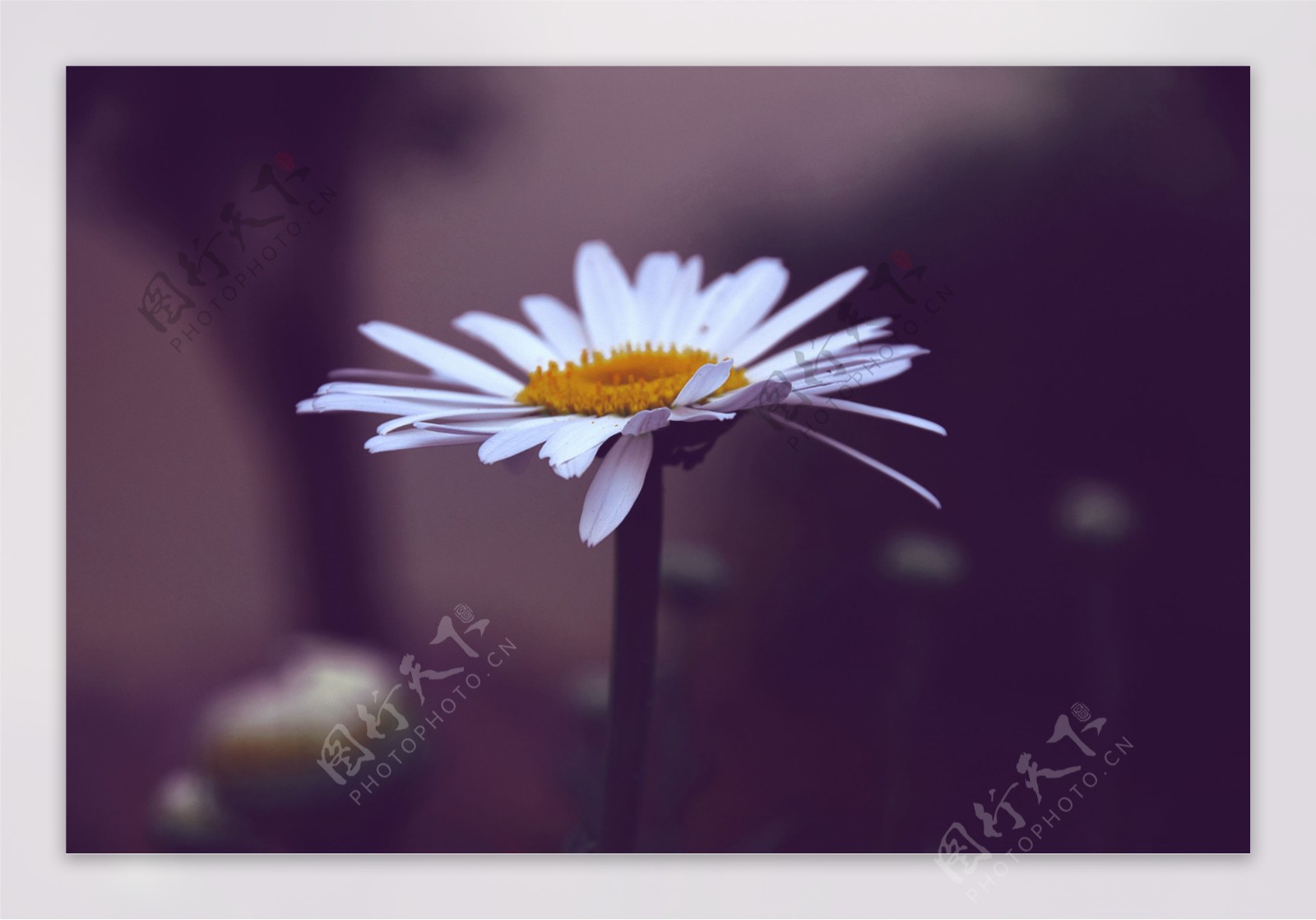 盛开的白色雏菊
