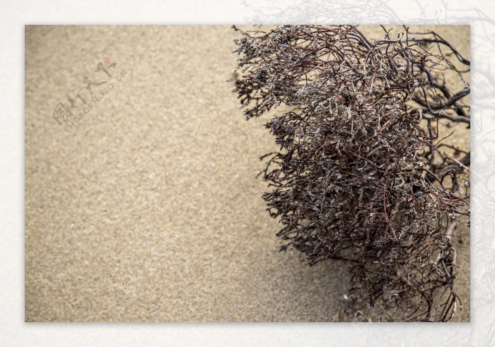 沙滩上死掉的干植物