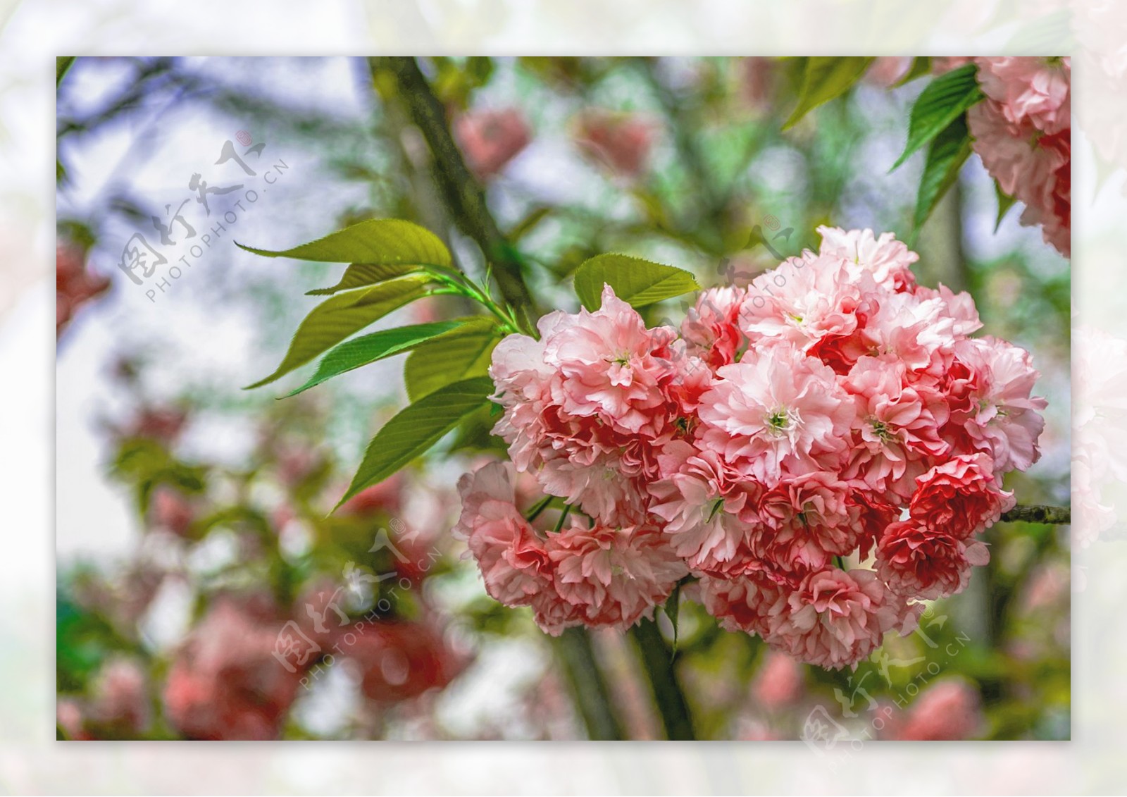 灿烂樱花