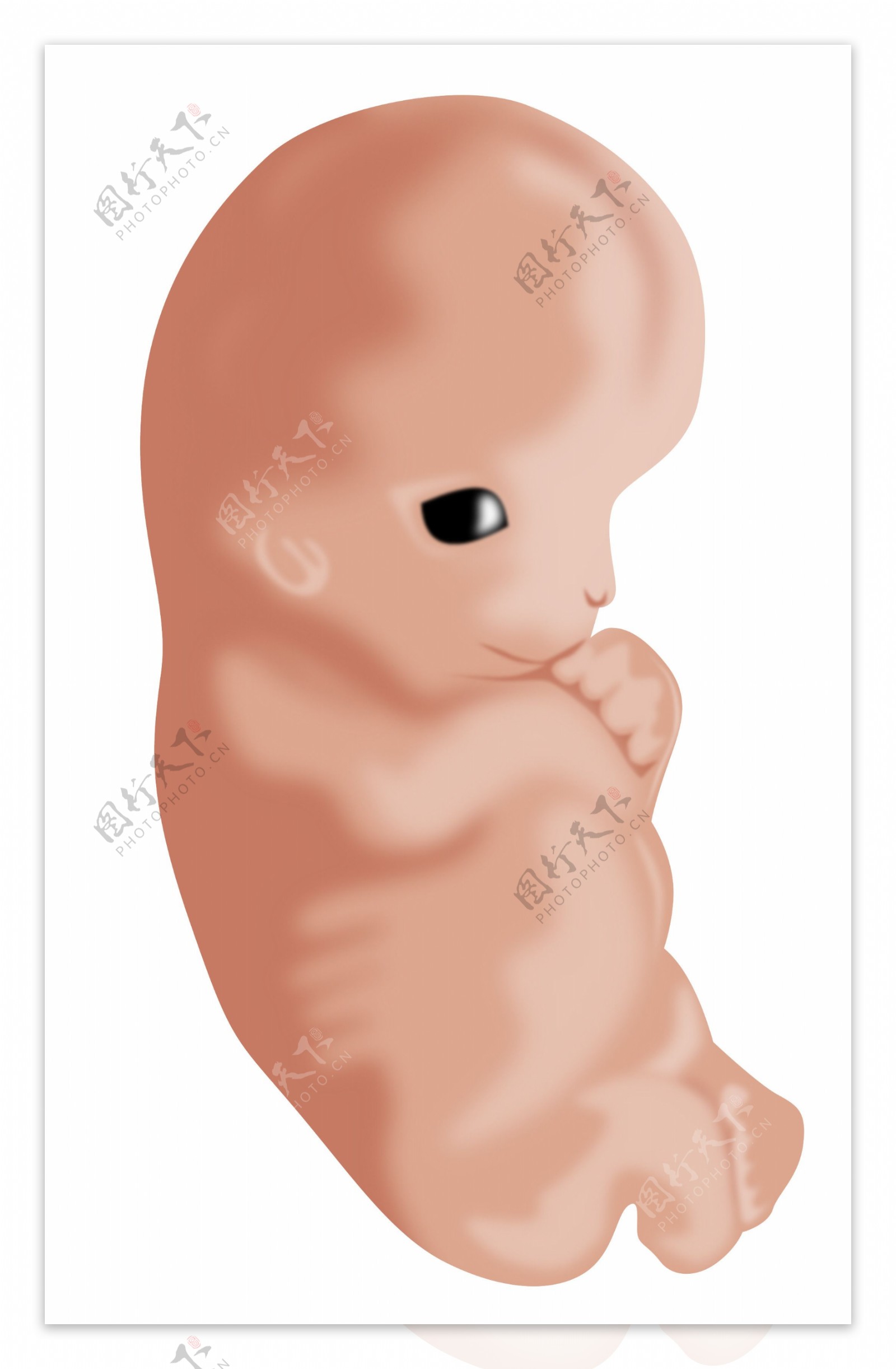 胚胎七周