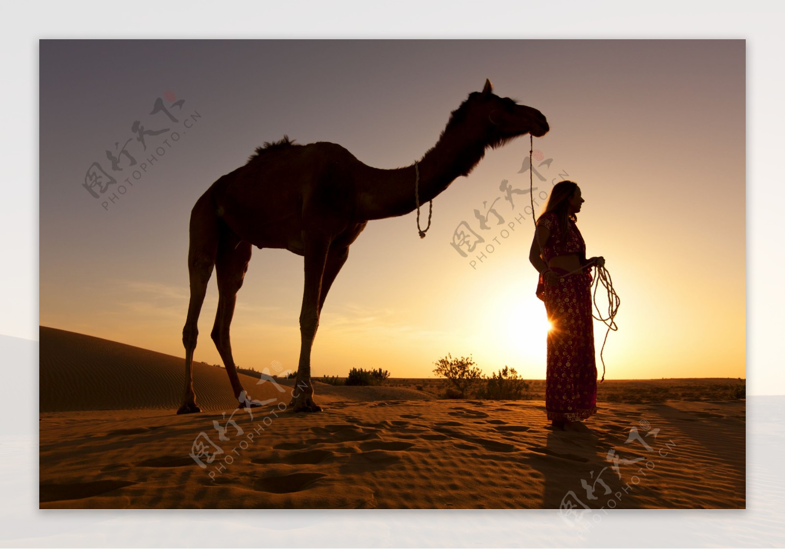 荒漠骆驼人物行走