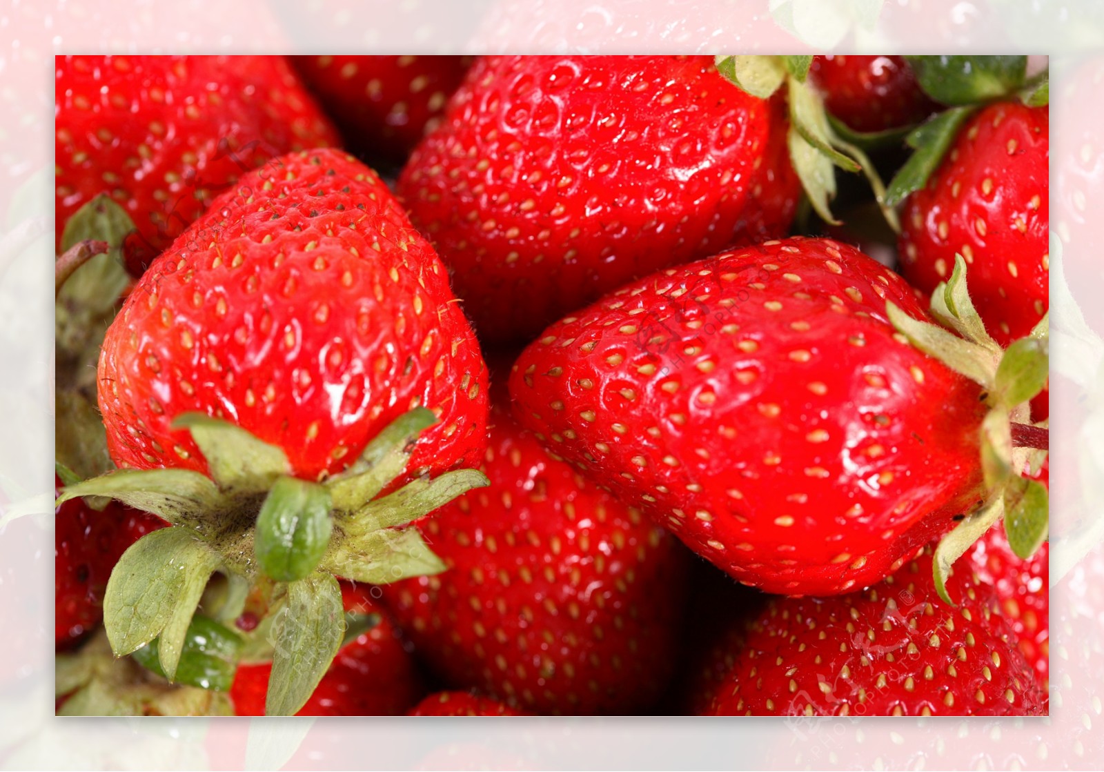 红色的新鲜草莓图片