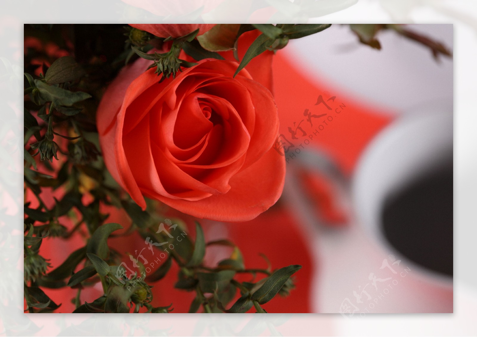 红玫瑰花摄影