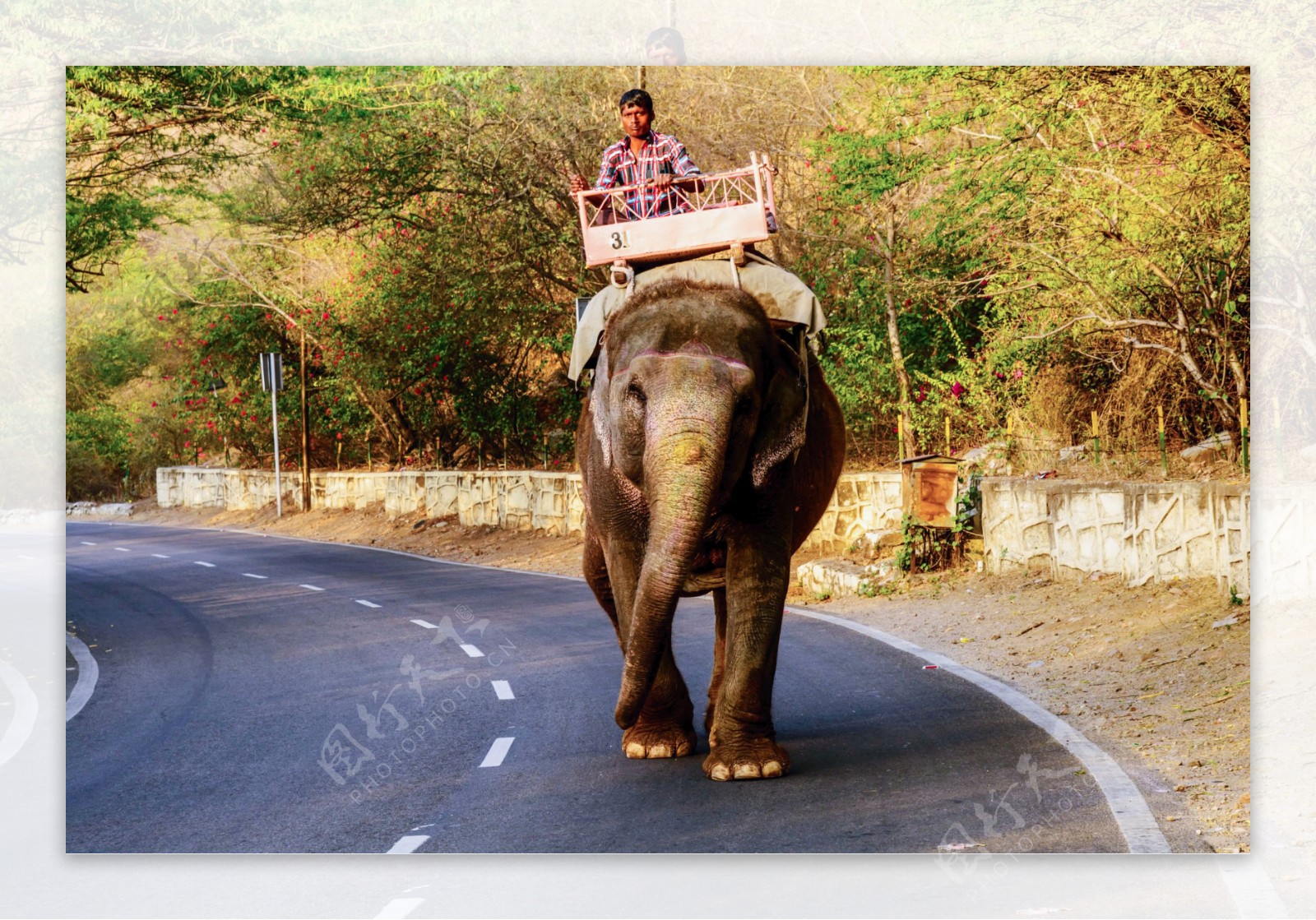 骑大象的印度人图片