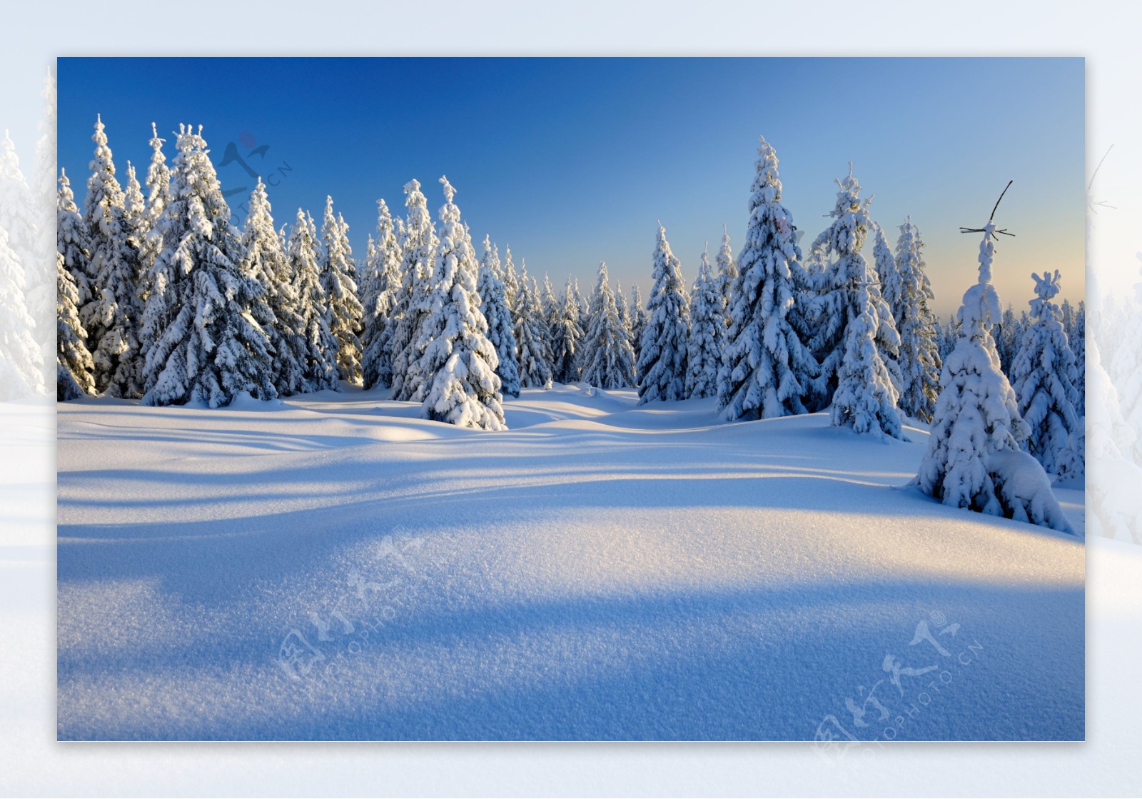 雪地上的松树图片