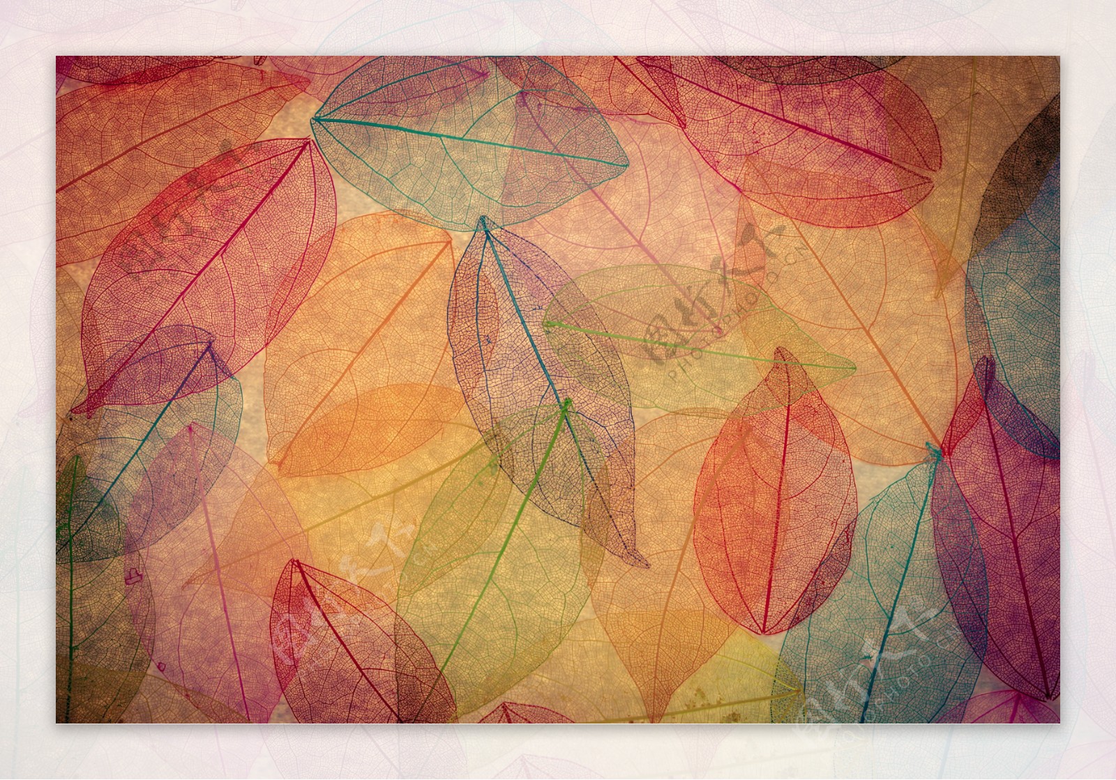 彩色透明叶子图片图片