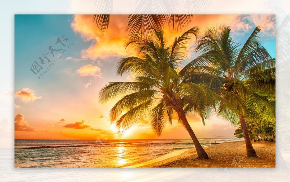阳光下海边椰子树图片