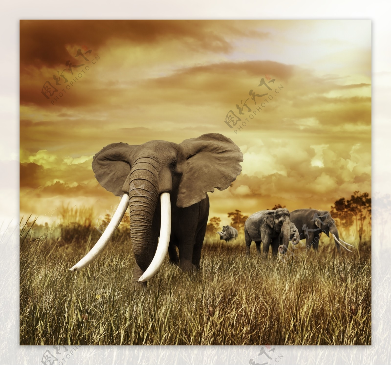 草原大象图片
