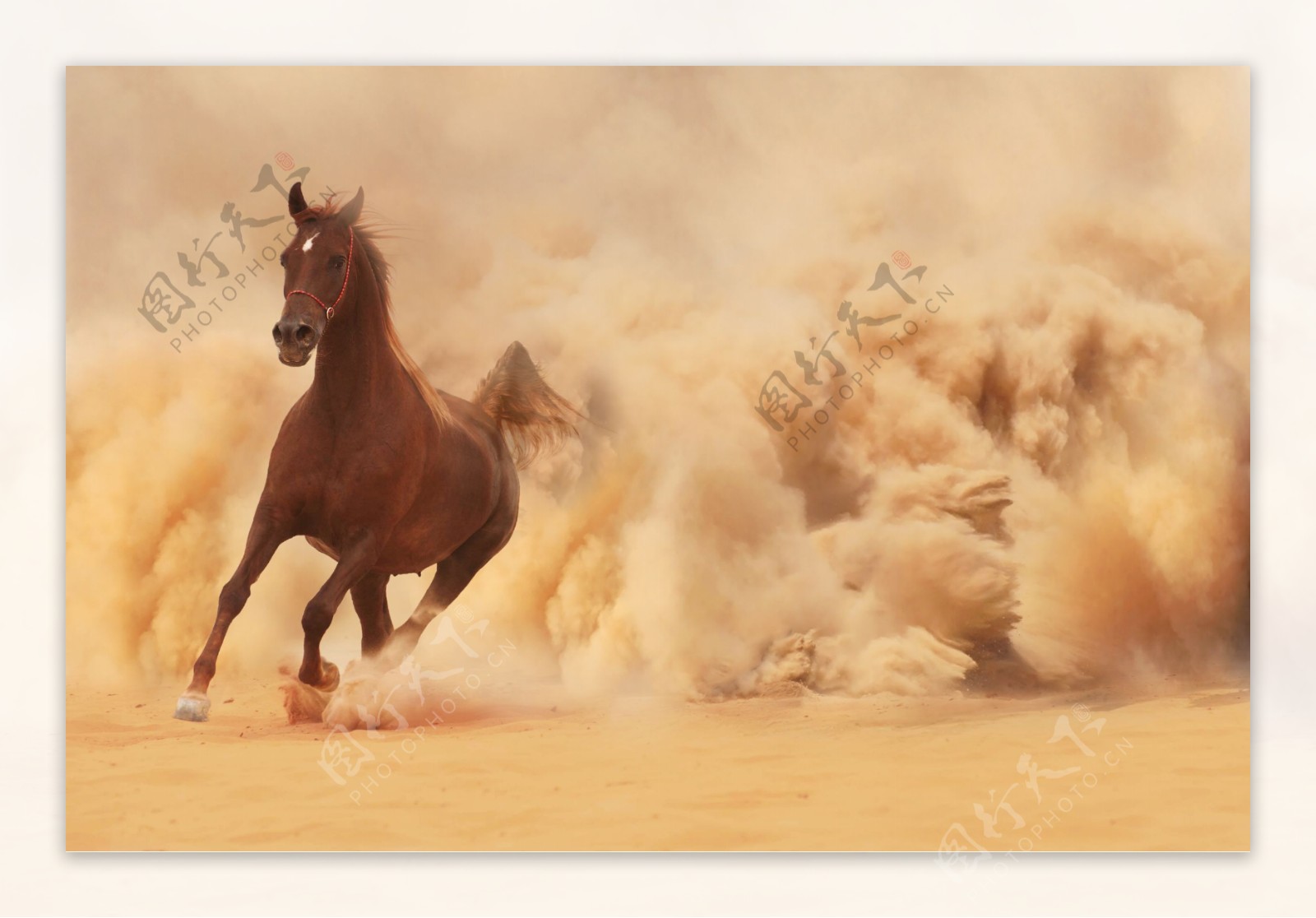 沙漠奔跑的骏马