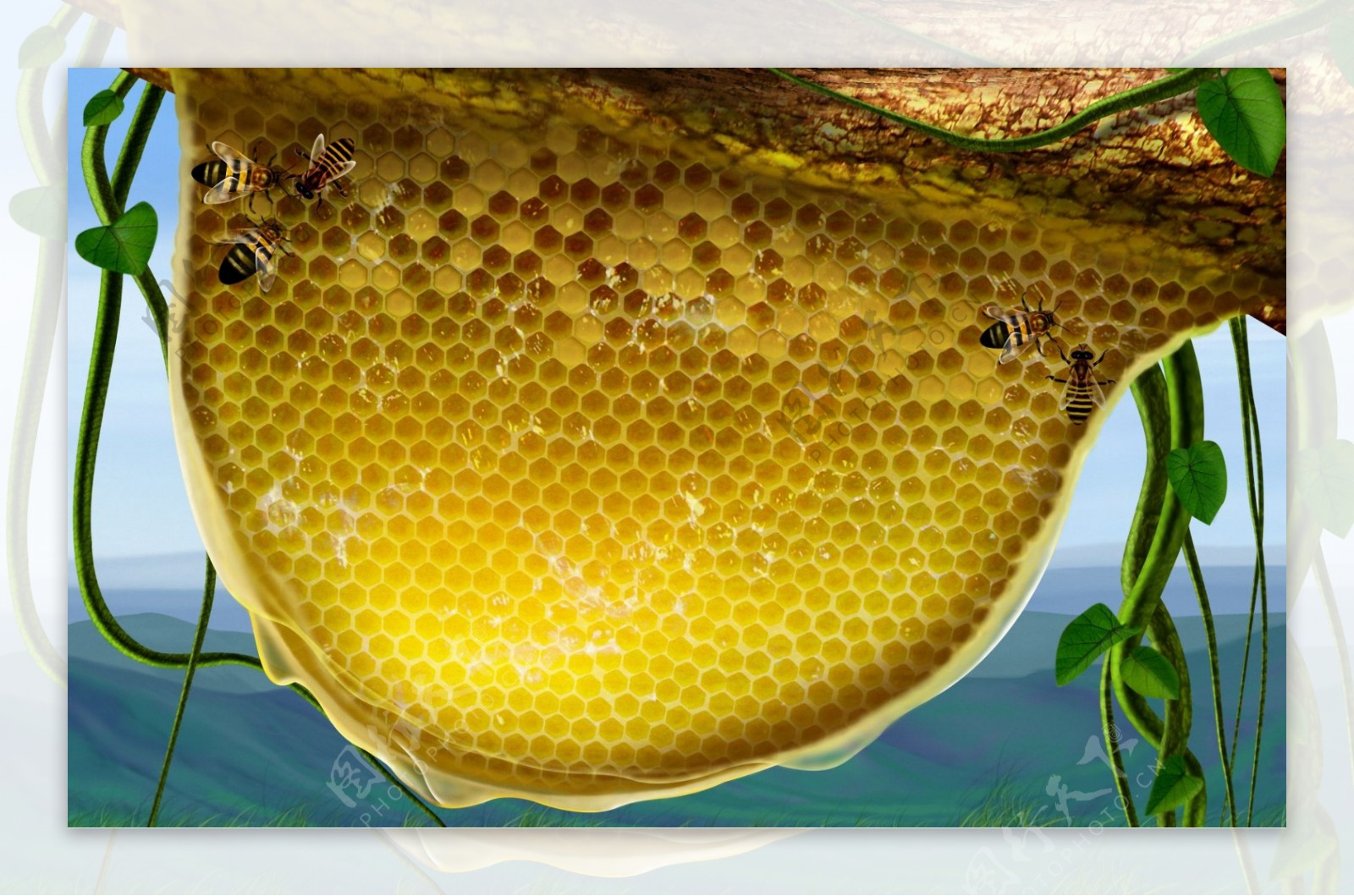 蜜蜂蜂窝手绘动物画蜜蜂蜂