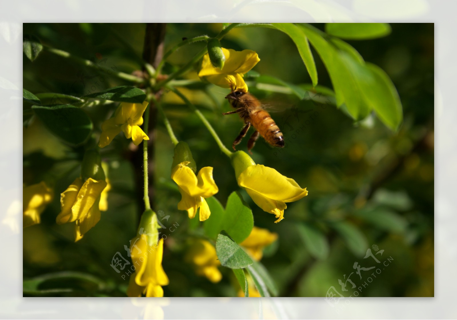 蜜蜂与槐花图片