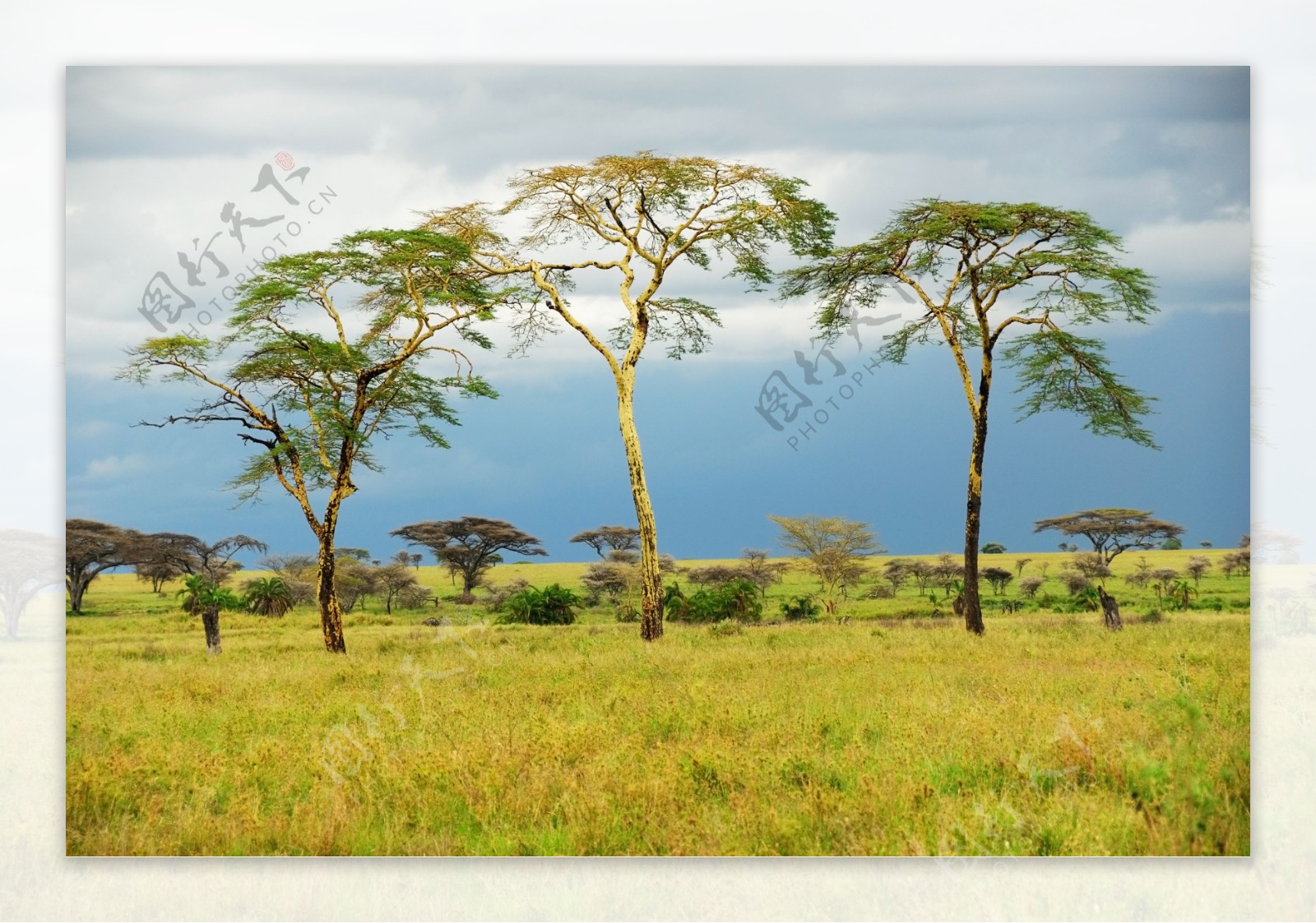 非洲草原美景