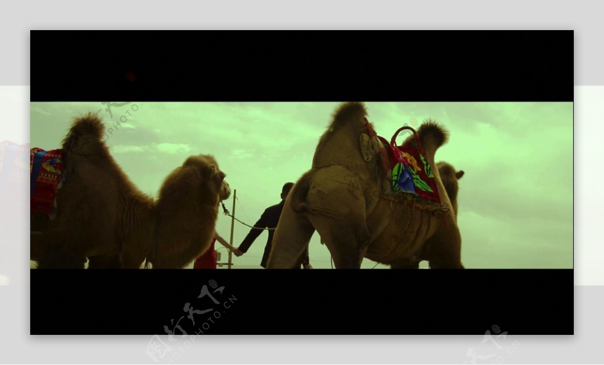 沙漠骆驼人物视频素材