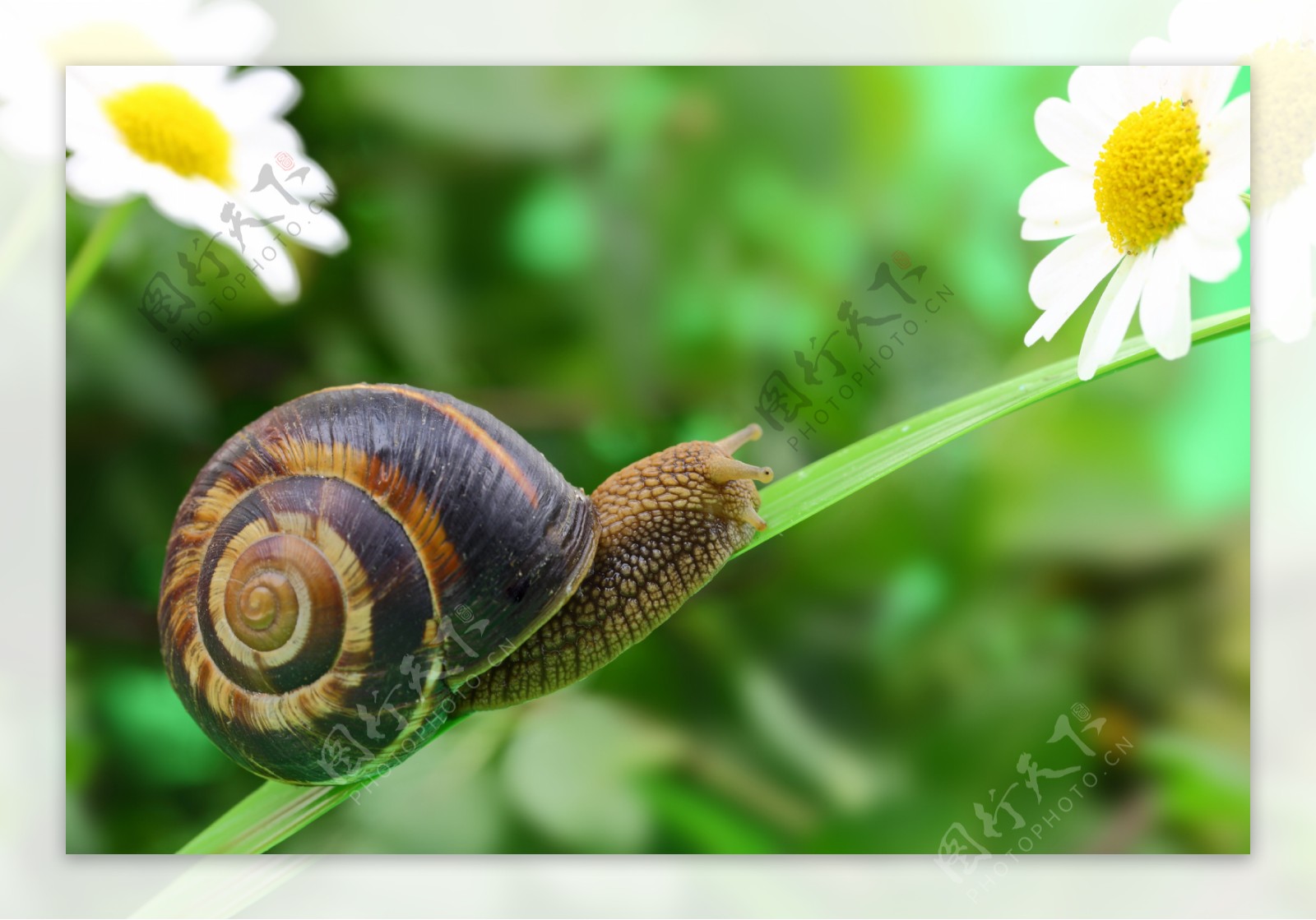 花枝上的蜗牛图片