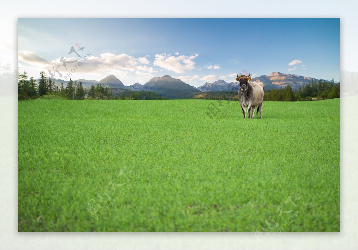 绿色牧场奶牛图片