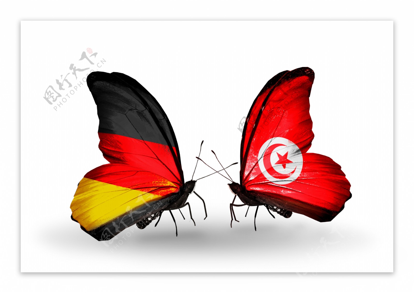 蝴蝶身上的德国与突尼斯国旗图片