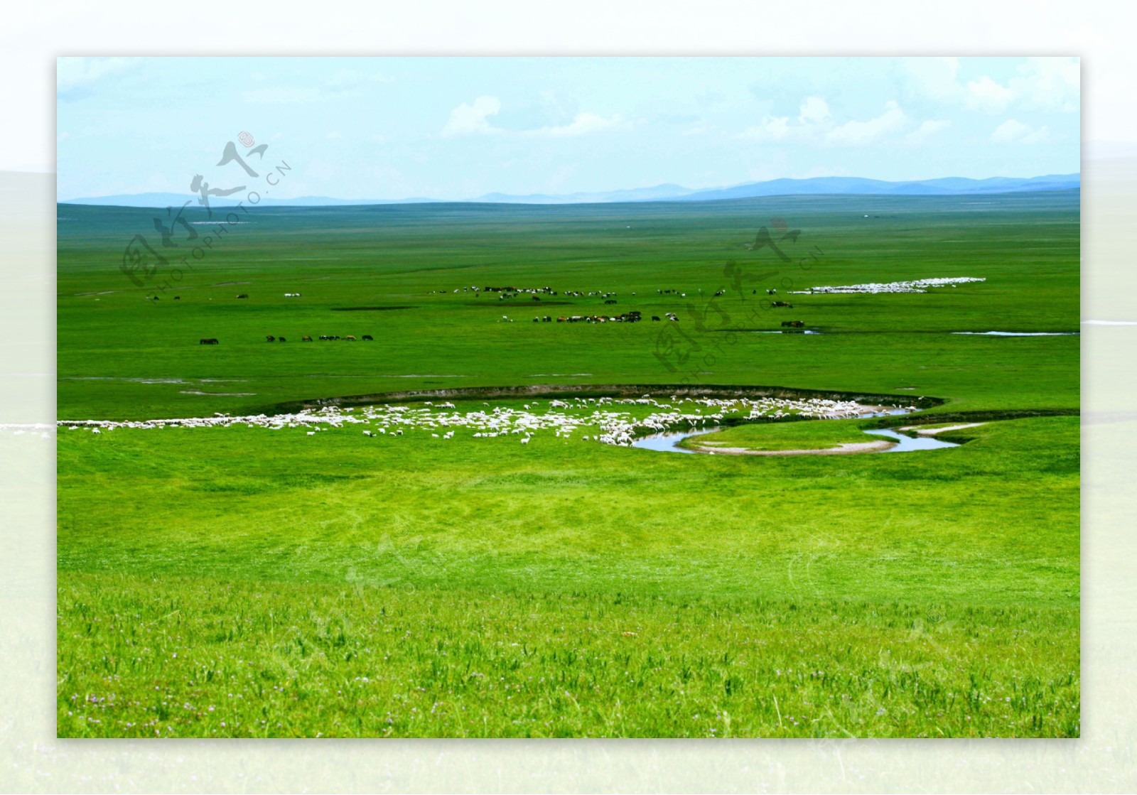 绿色草原羊群风景图片