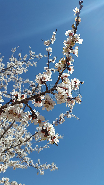 大马士革鲜花蓝色白杏新鲜花园自然天空生活