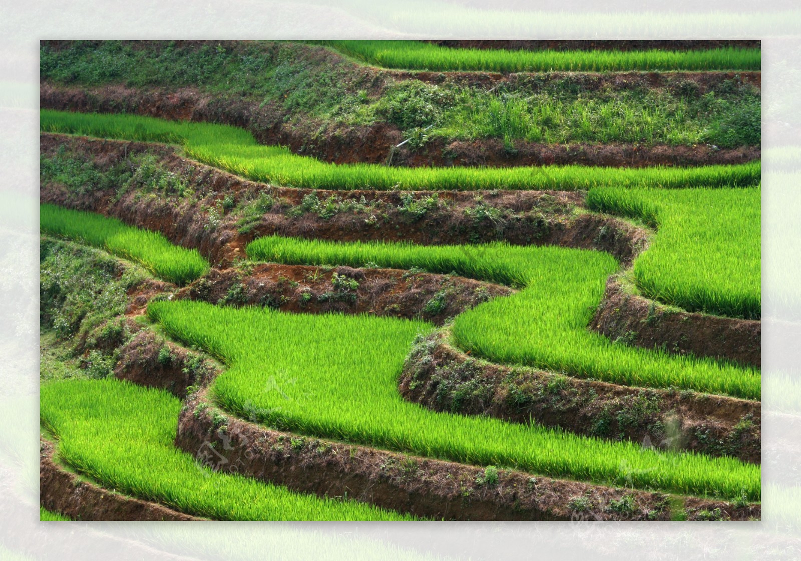 麦田风景