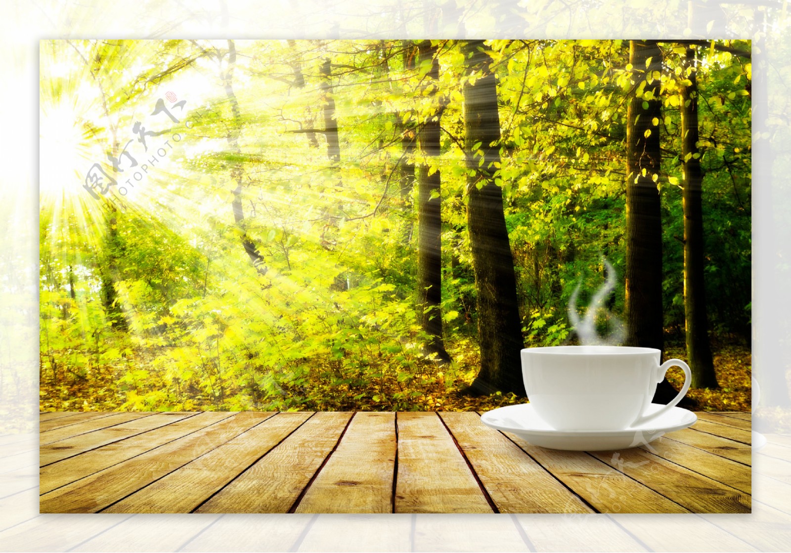 树林阳光与咖啡杯子图片