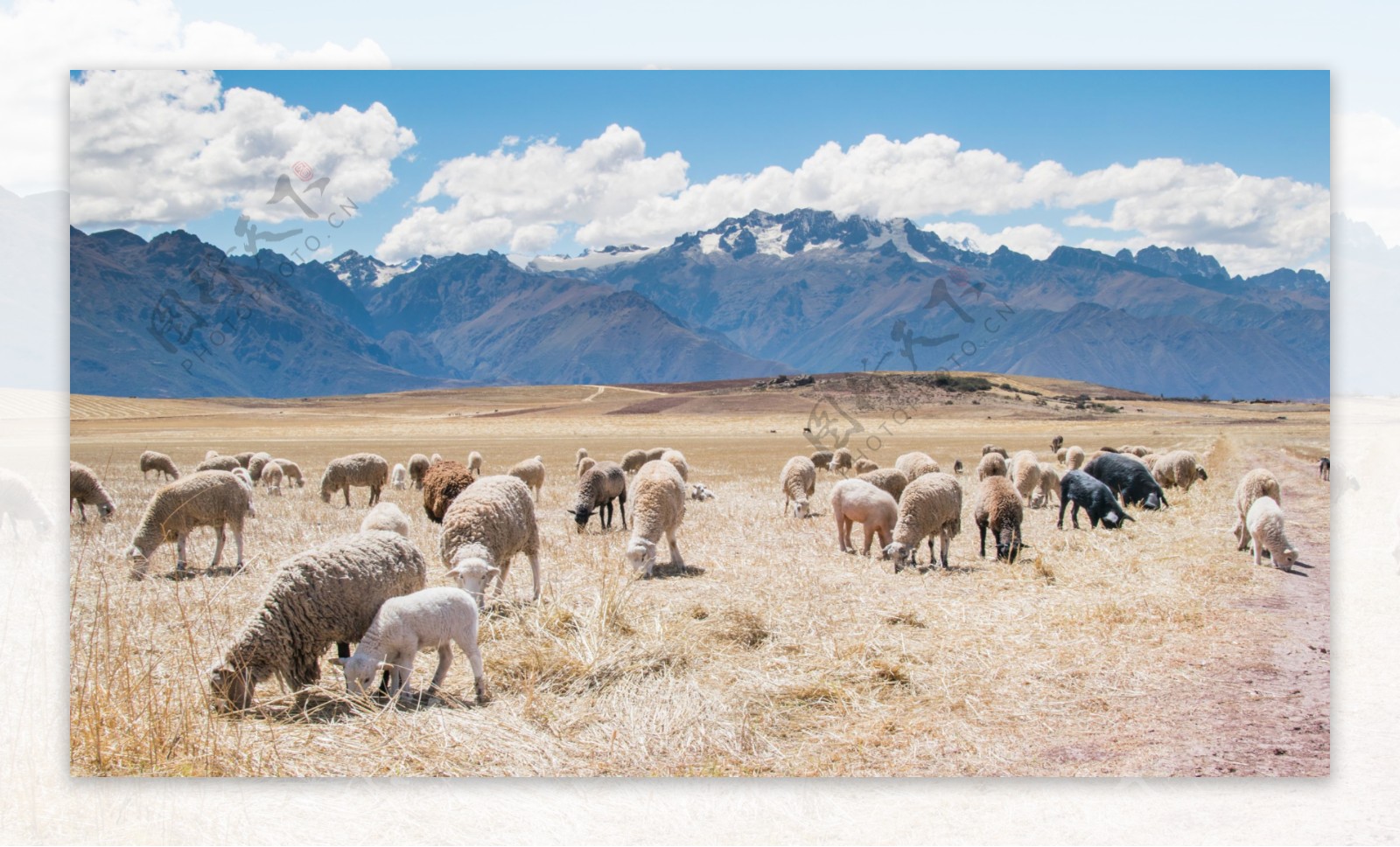 西藏羊群图片
