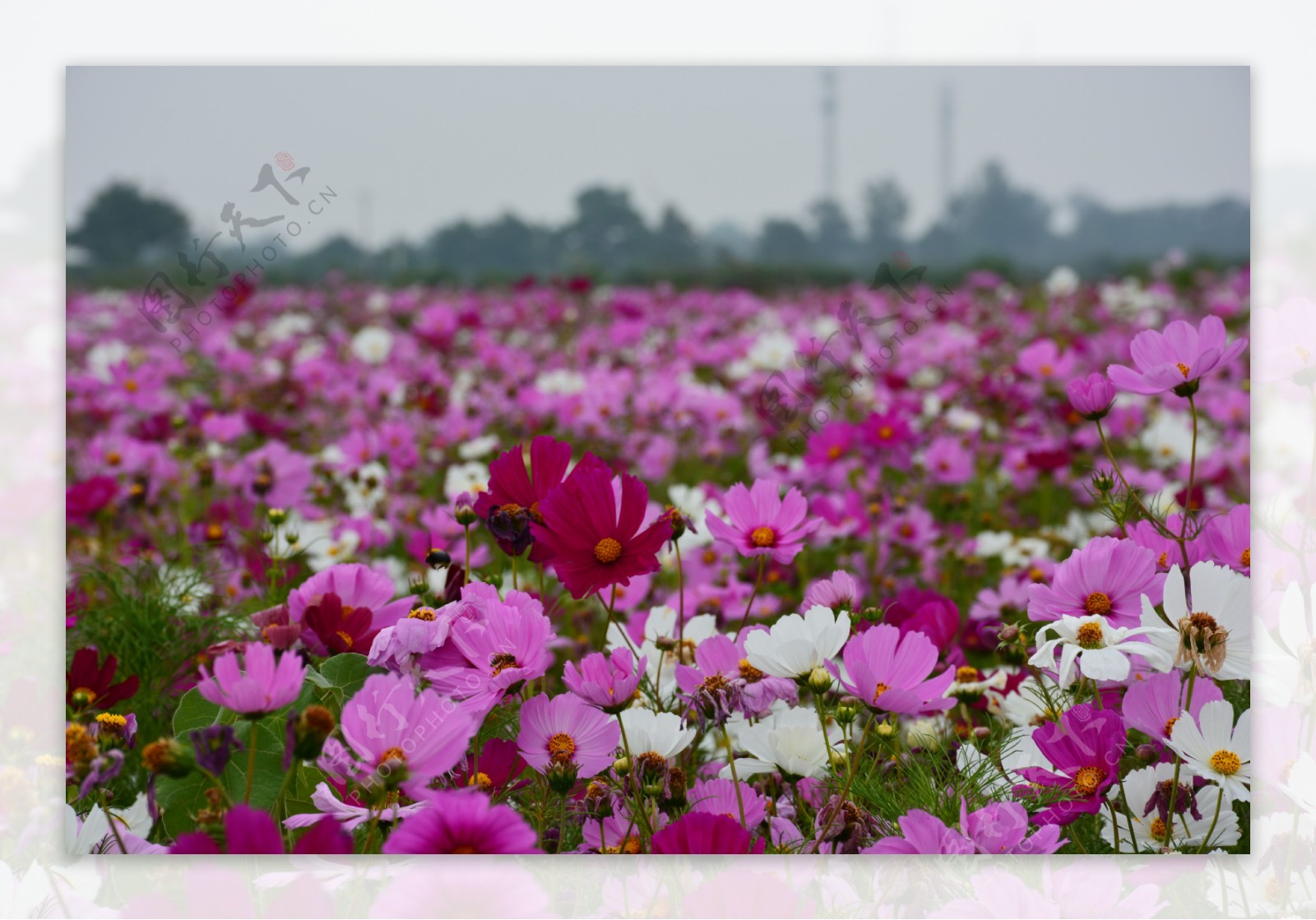 美丽的格桑花花海图片