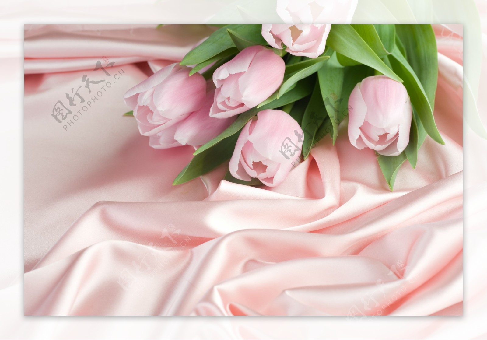粉色郁金香花卉图片