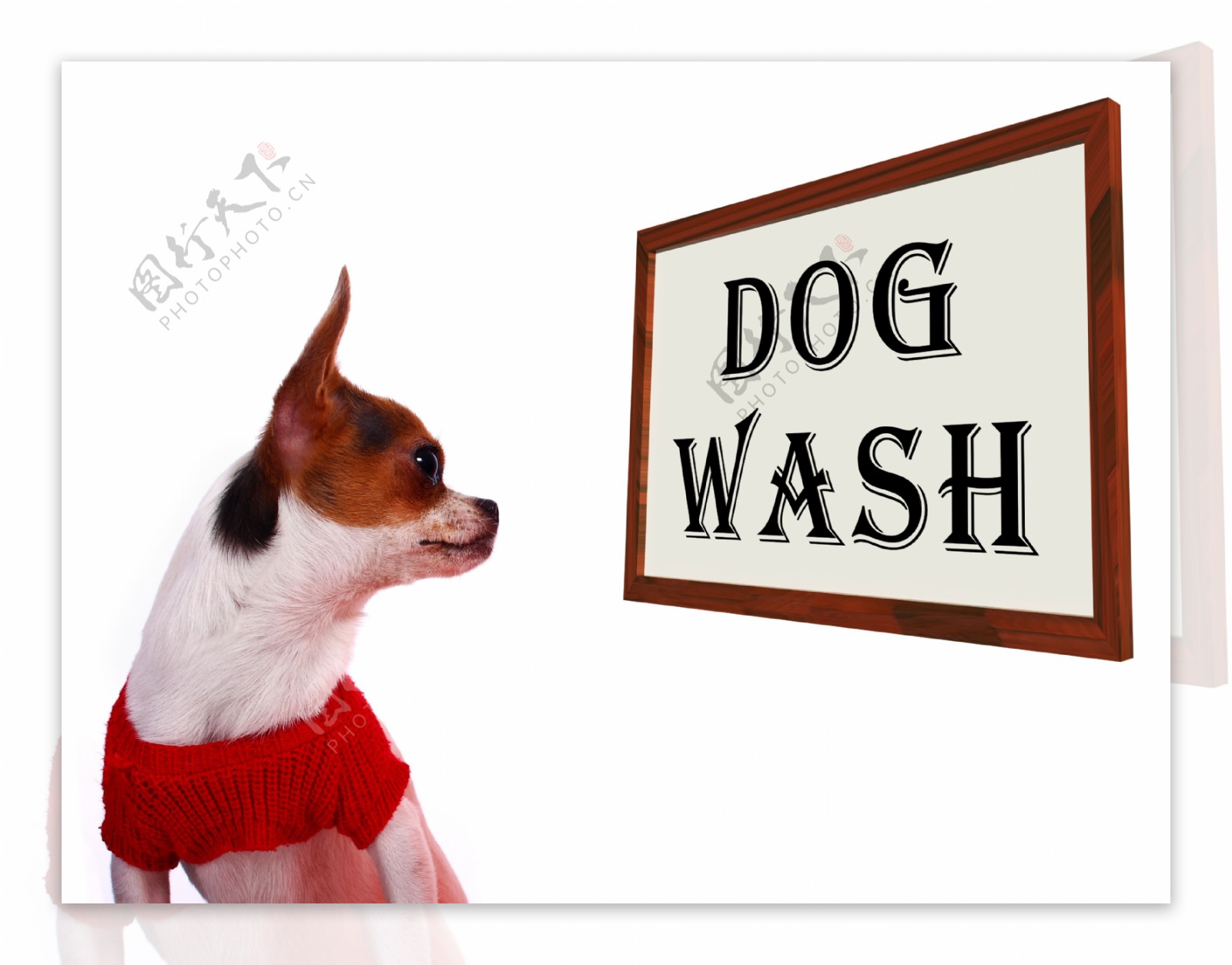 洗狗显示犬美容洗涤或洗发水