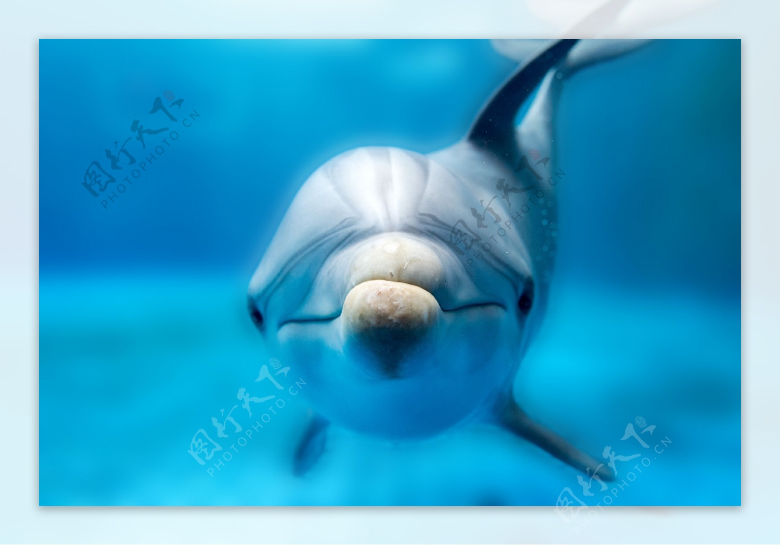 可爱的海豚动物高清图片