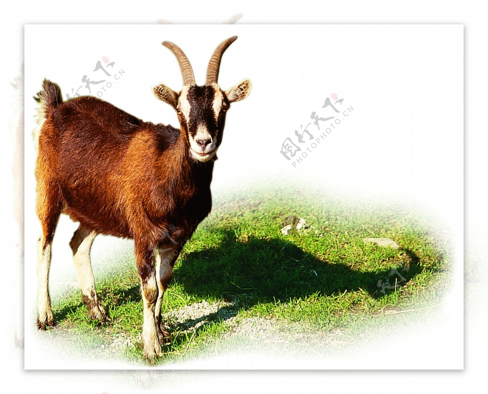 棕色山羊图片