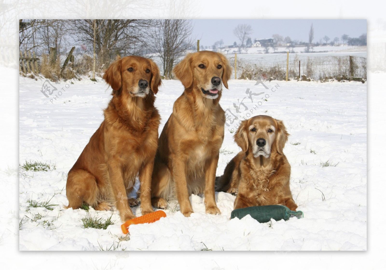 雪地上的三只宠物狗