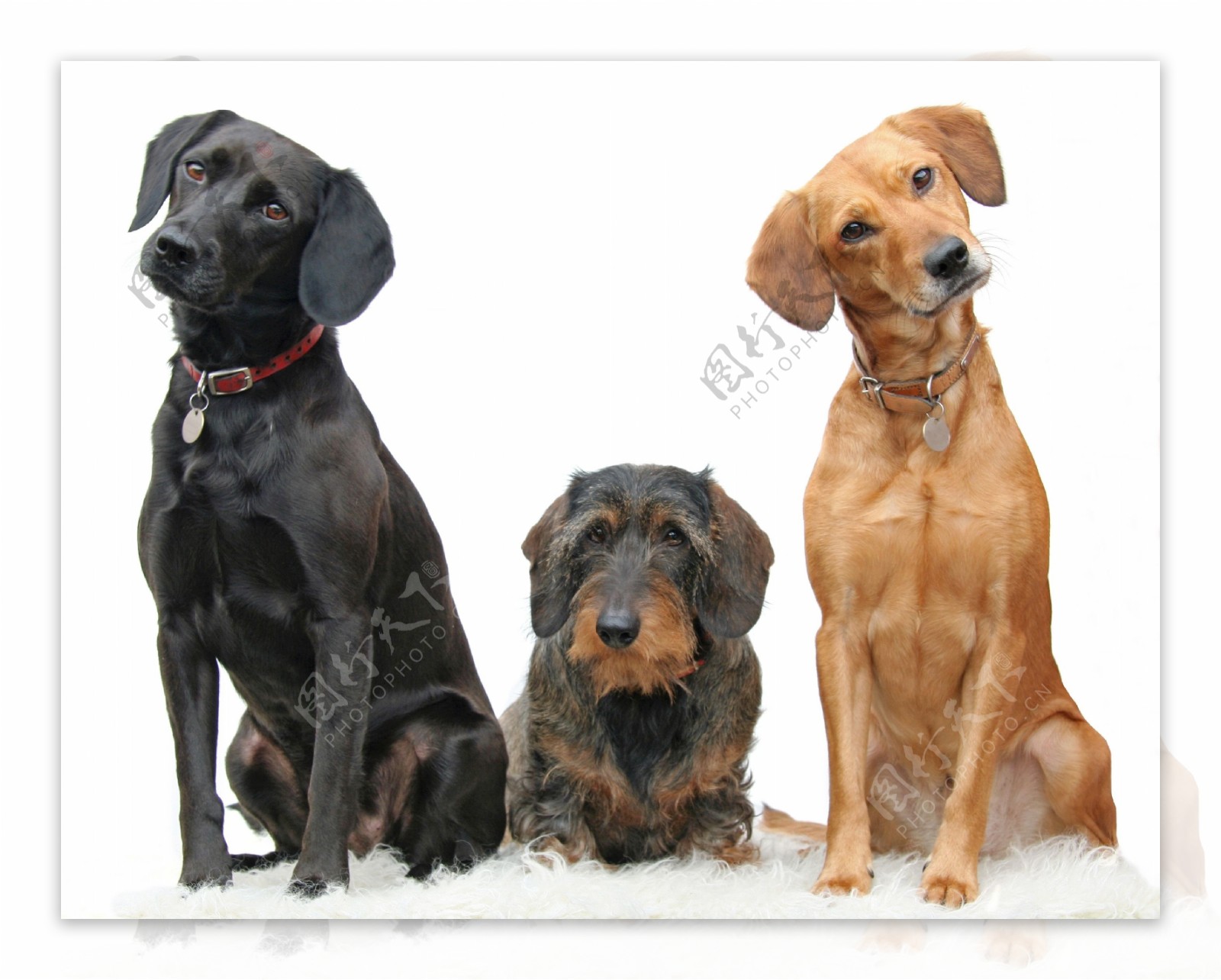 宠物狗图片素材-编号27044175-图行天下