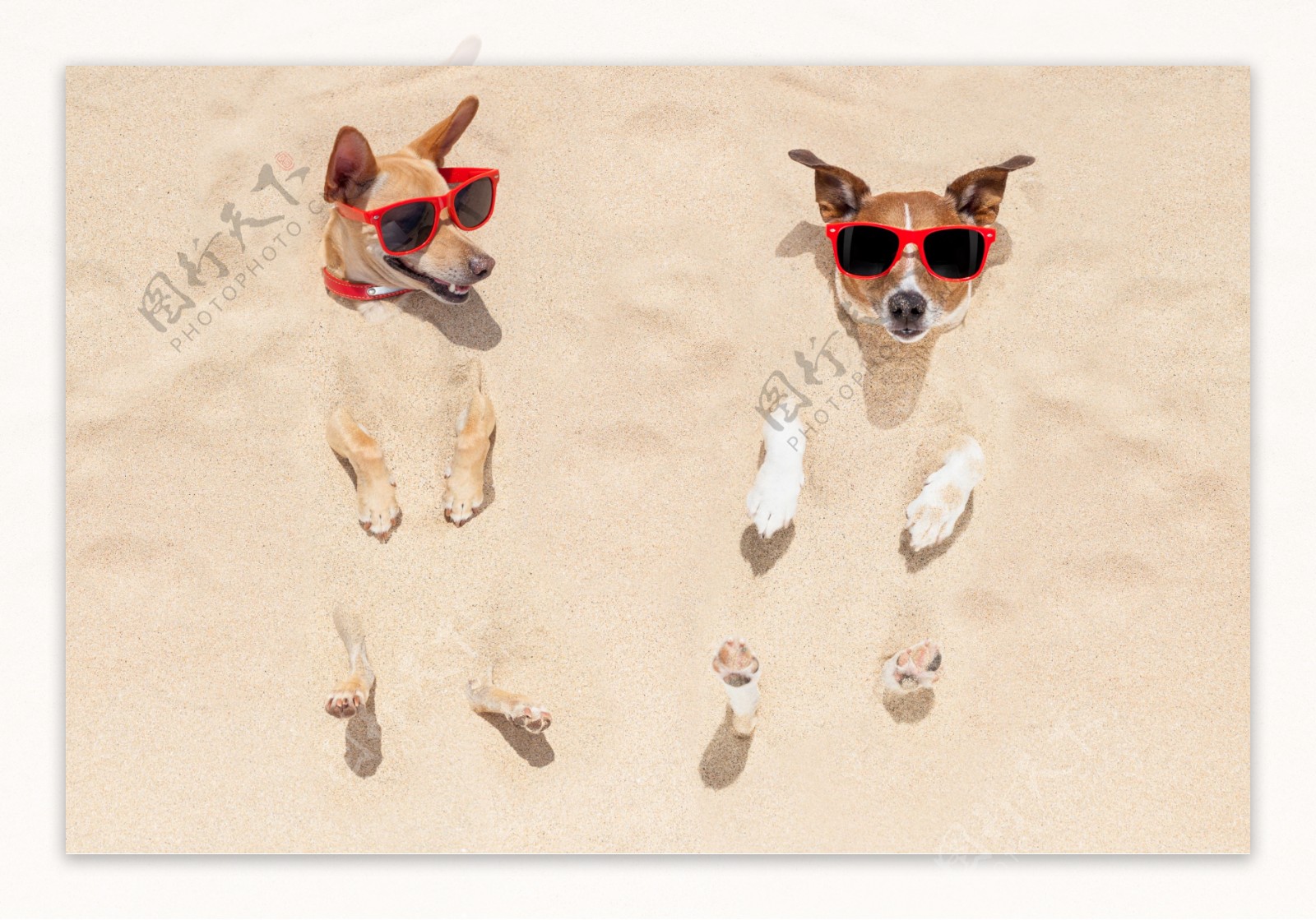 沙滩上的眼镜狗