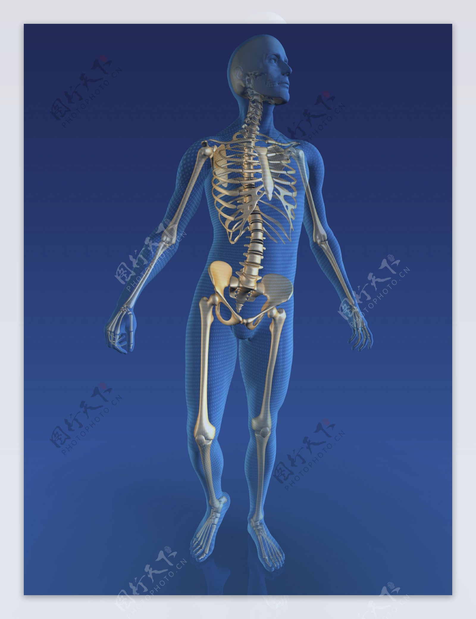 男性人体骨骼图片
