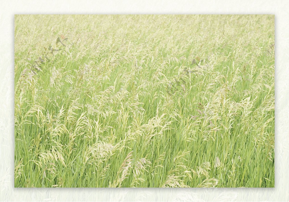 草和小麦32个纹理