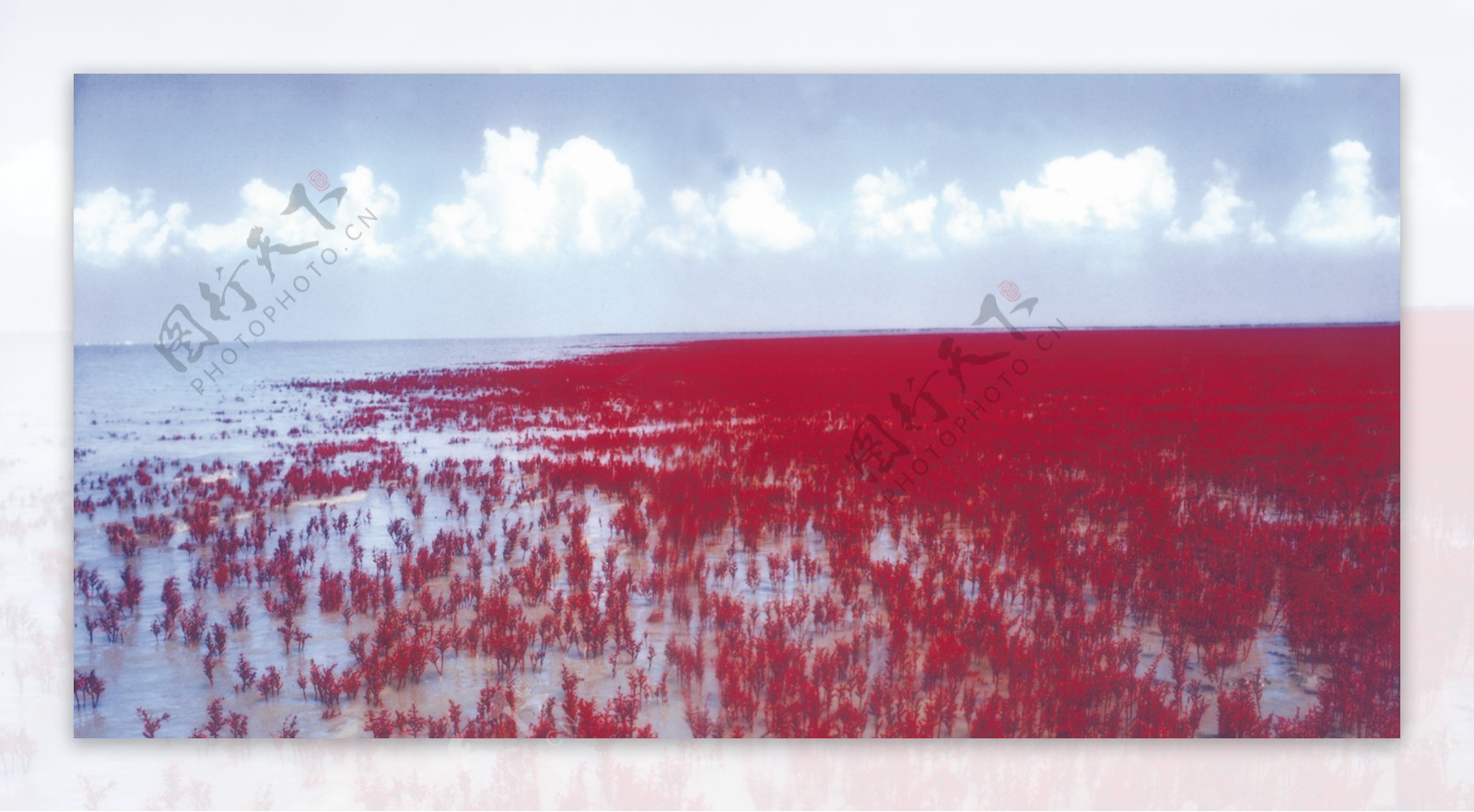 红海滩水草图片