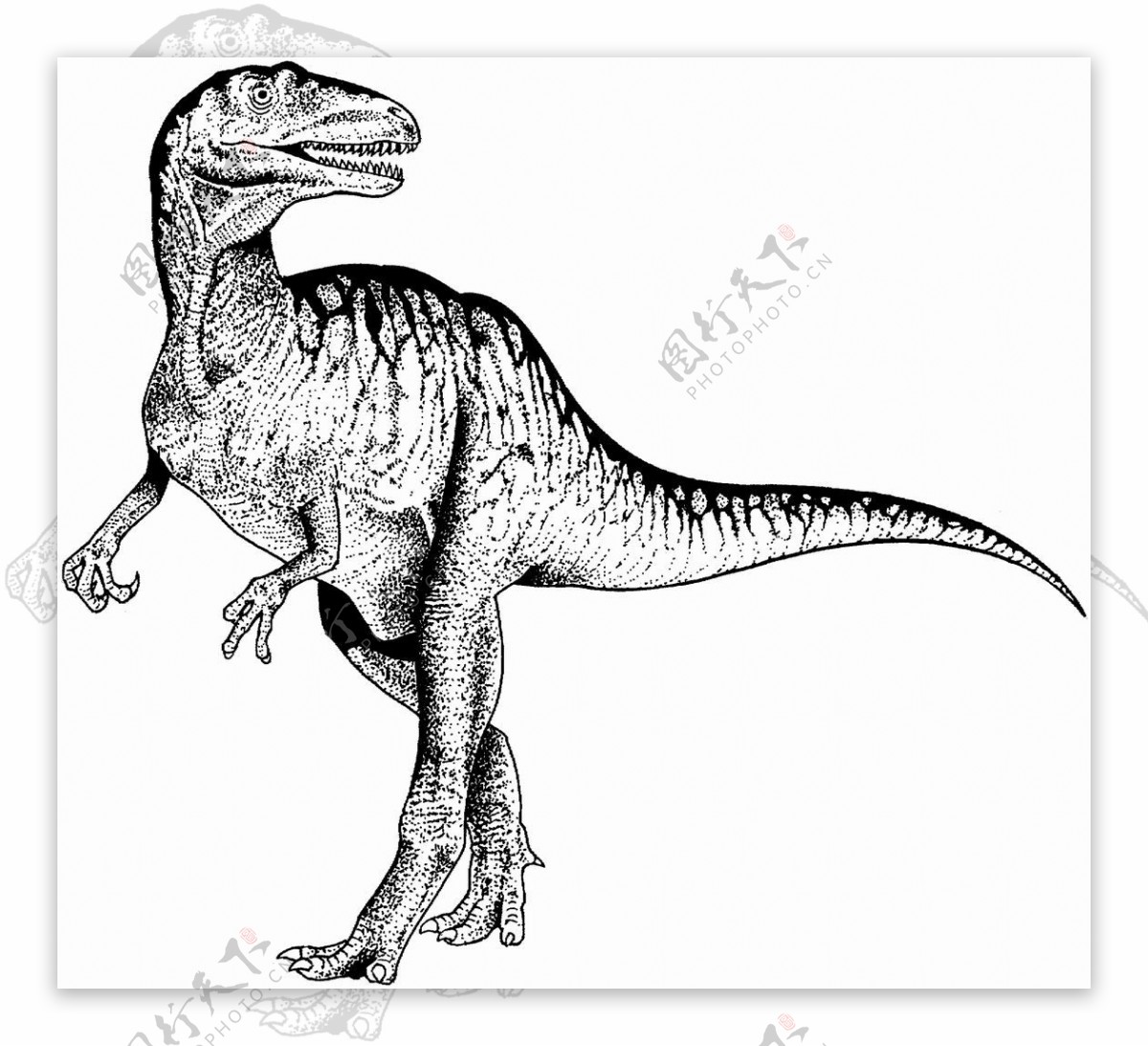 恐龙素描图片素材-编号27094681-图行天下