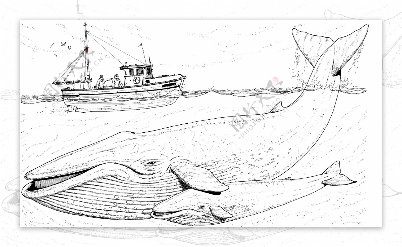 鲸的素描