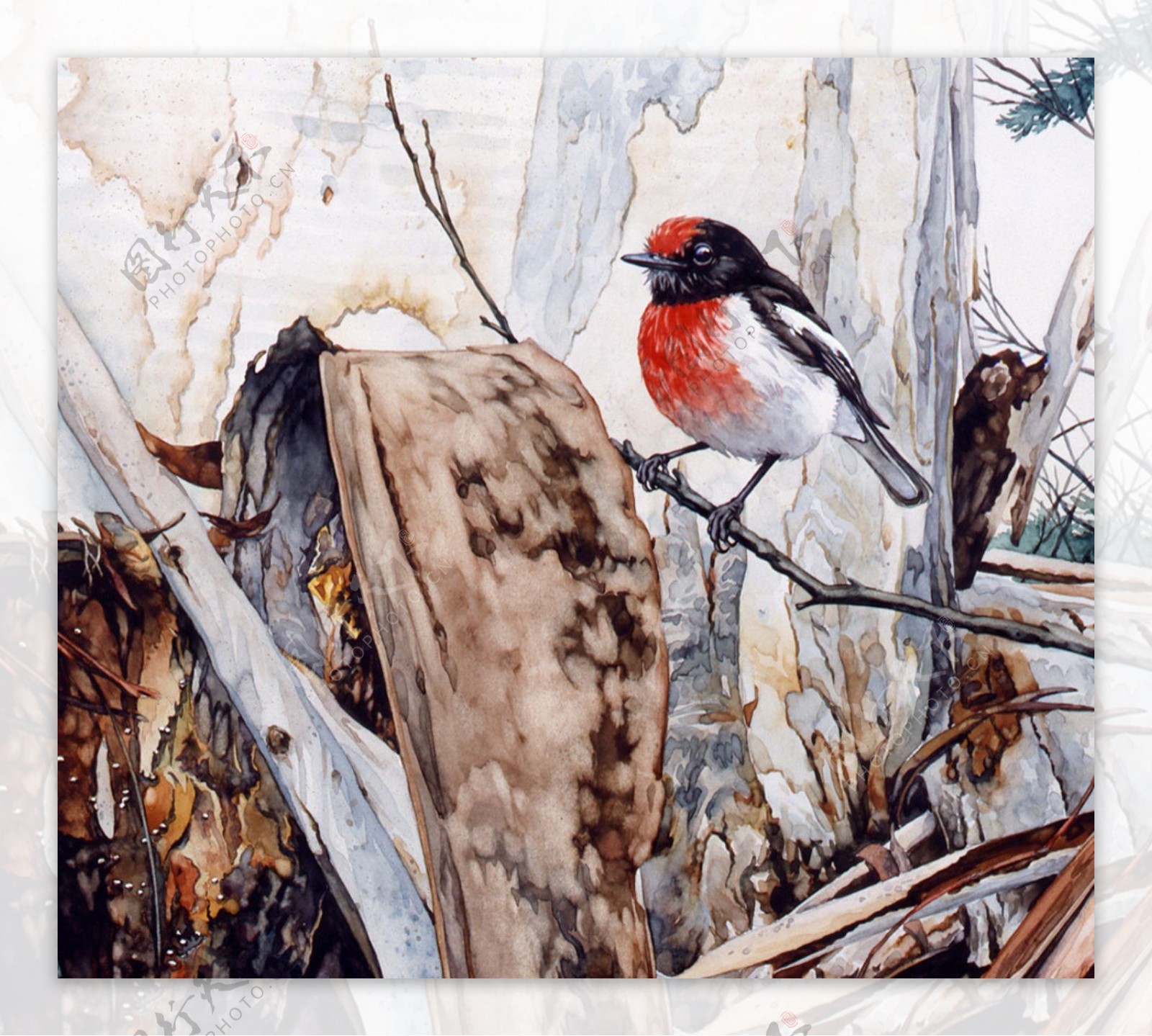 澳大利亚百种鸟类手绘