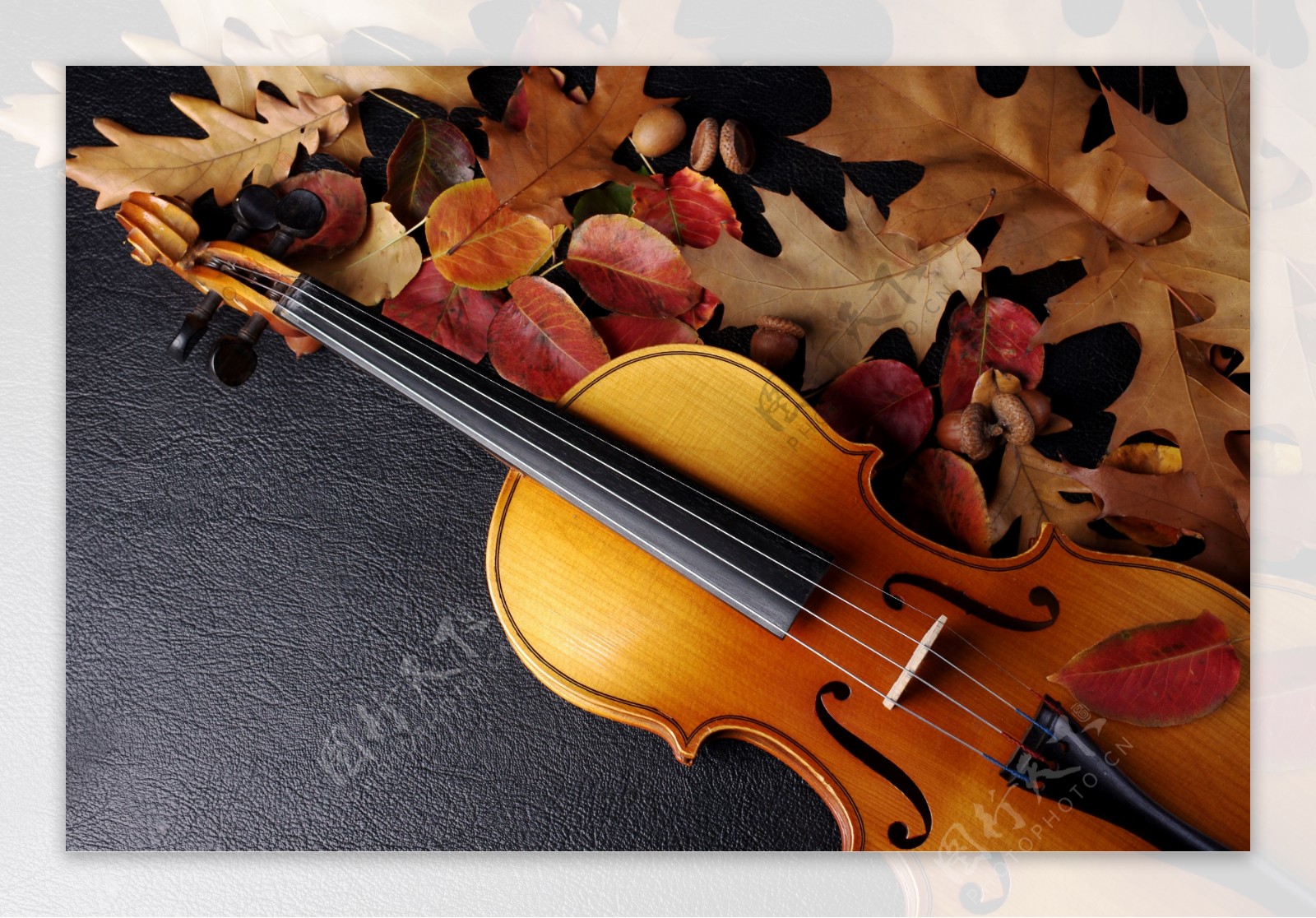 树叶与小提琴图片