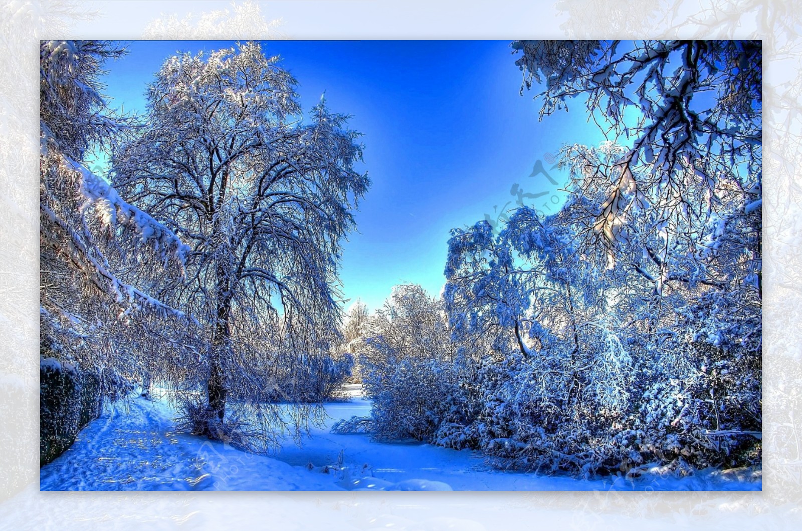 唯美冬季树林图片