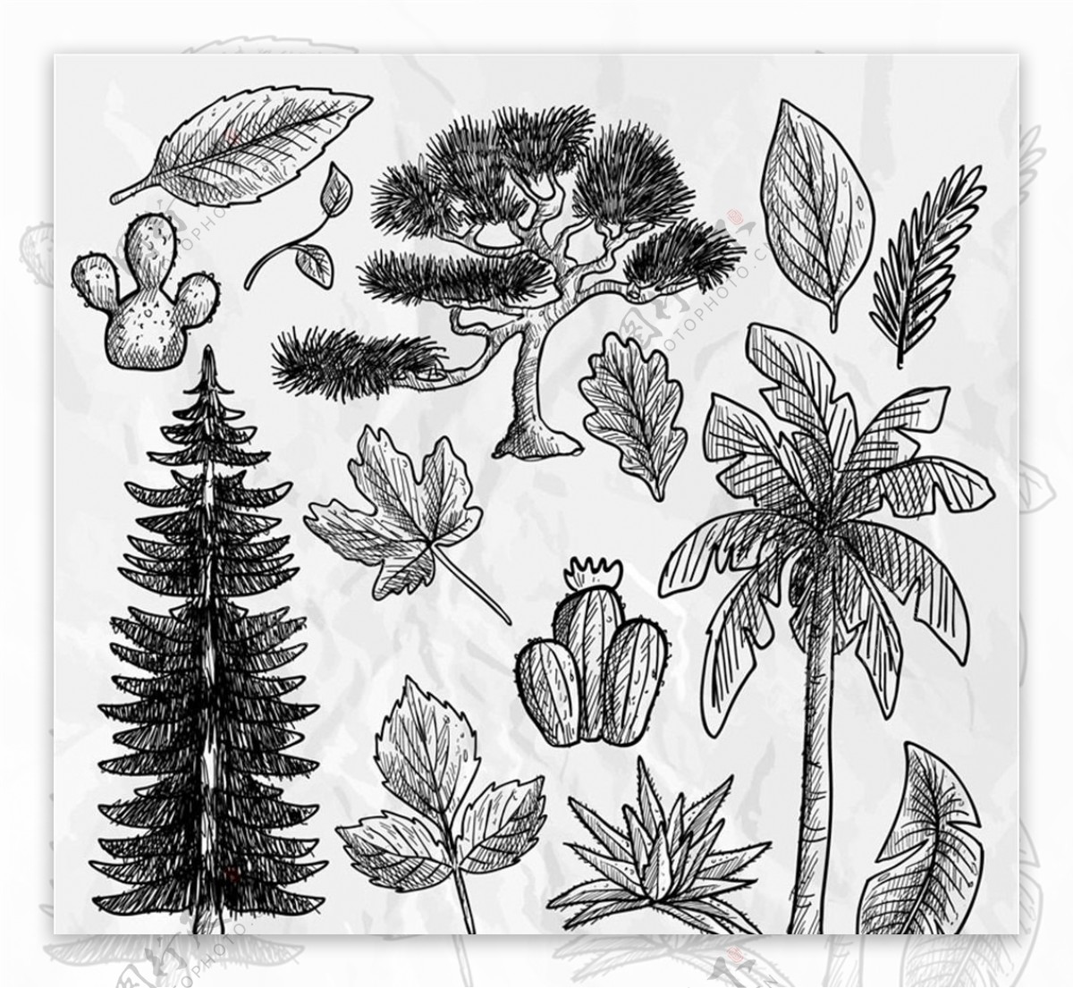 手绘植物树叶设计矢量图