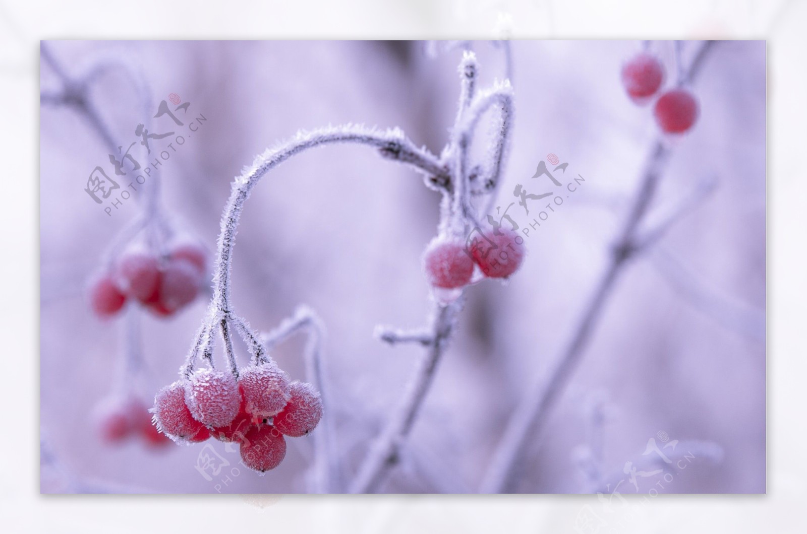 冬天的浆果霜冻冰雪图片