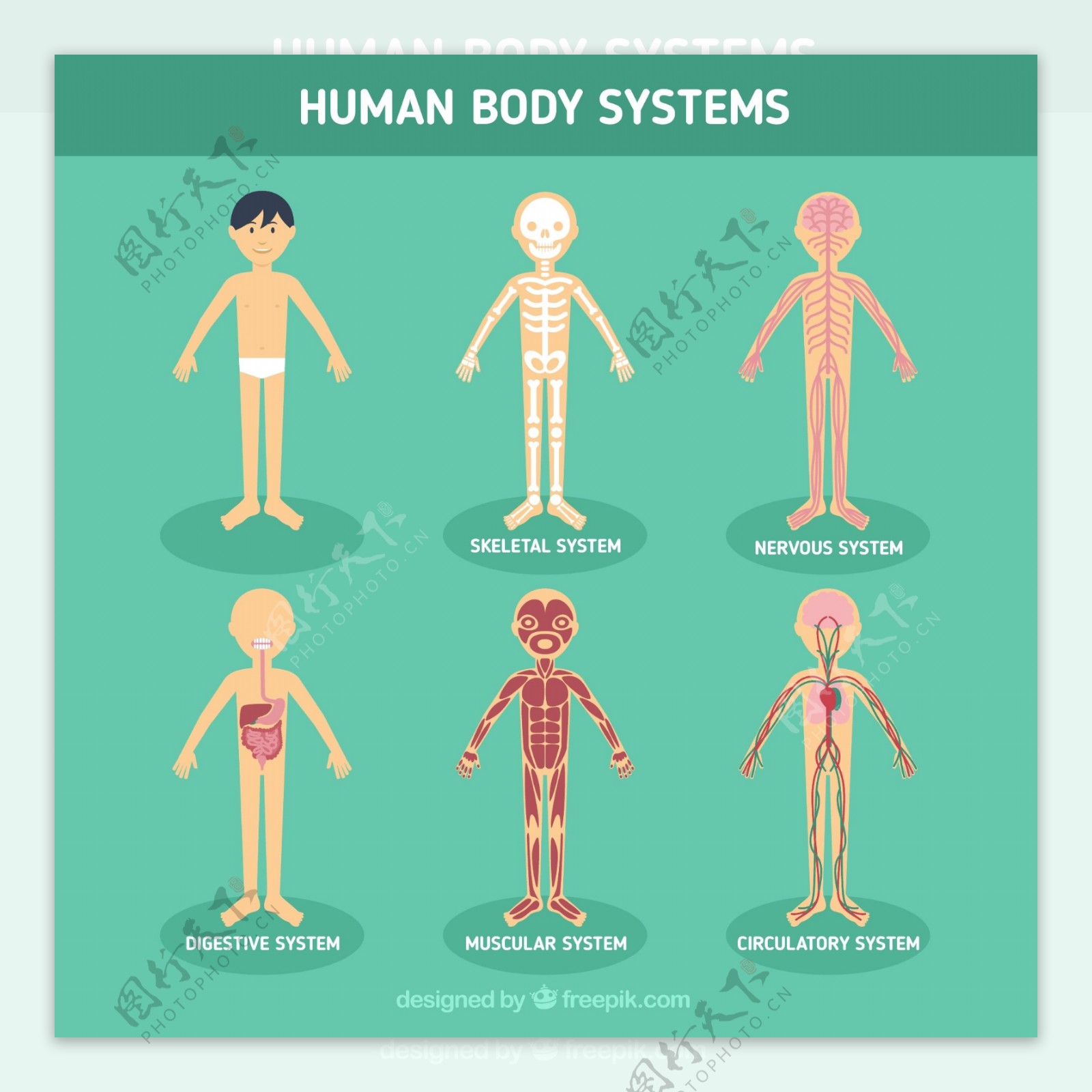 人体消化系统矢量图图片素材免费下载 - 觅知网