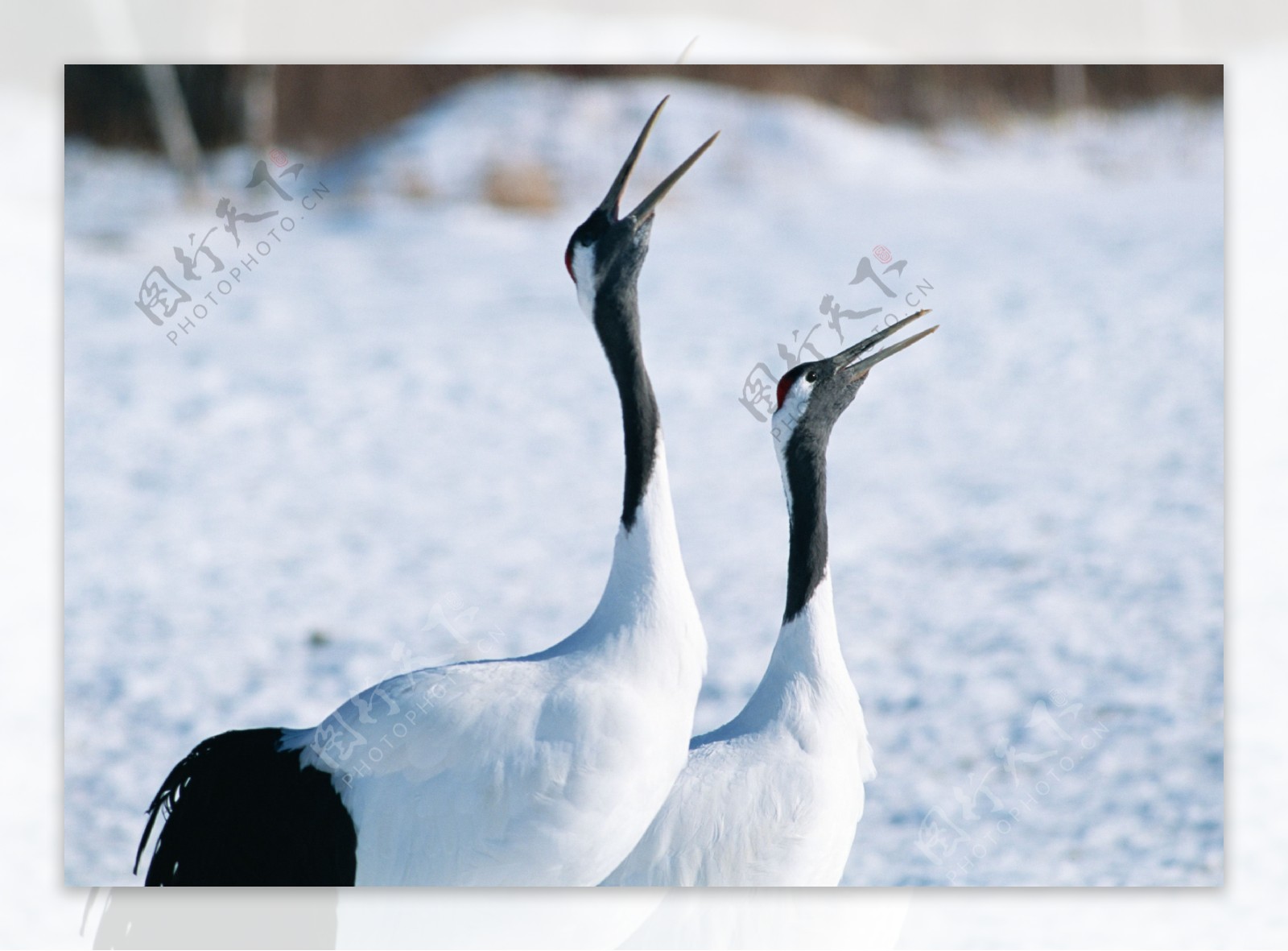 两只雪地里的丹顶鹤高清摄影图片